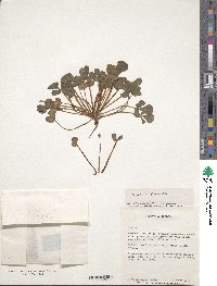 Oxalis purpurea image