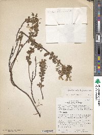 Oxalis dolichopoda image