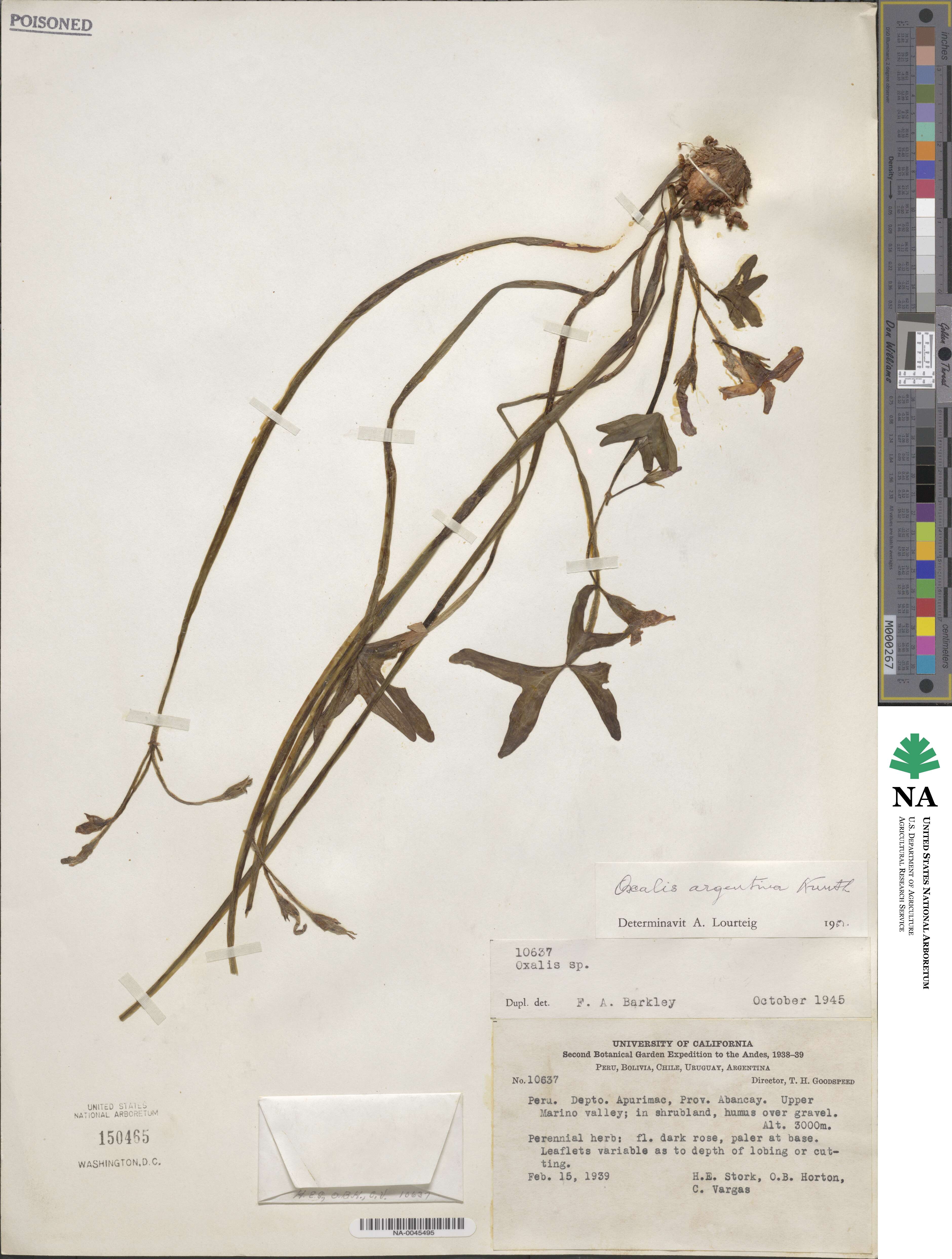 Oxalis argentina image