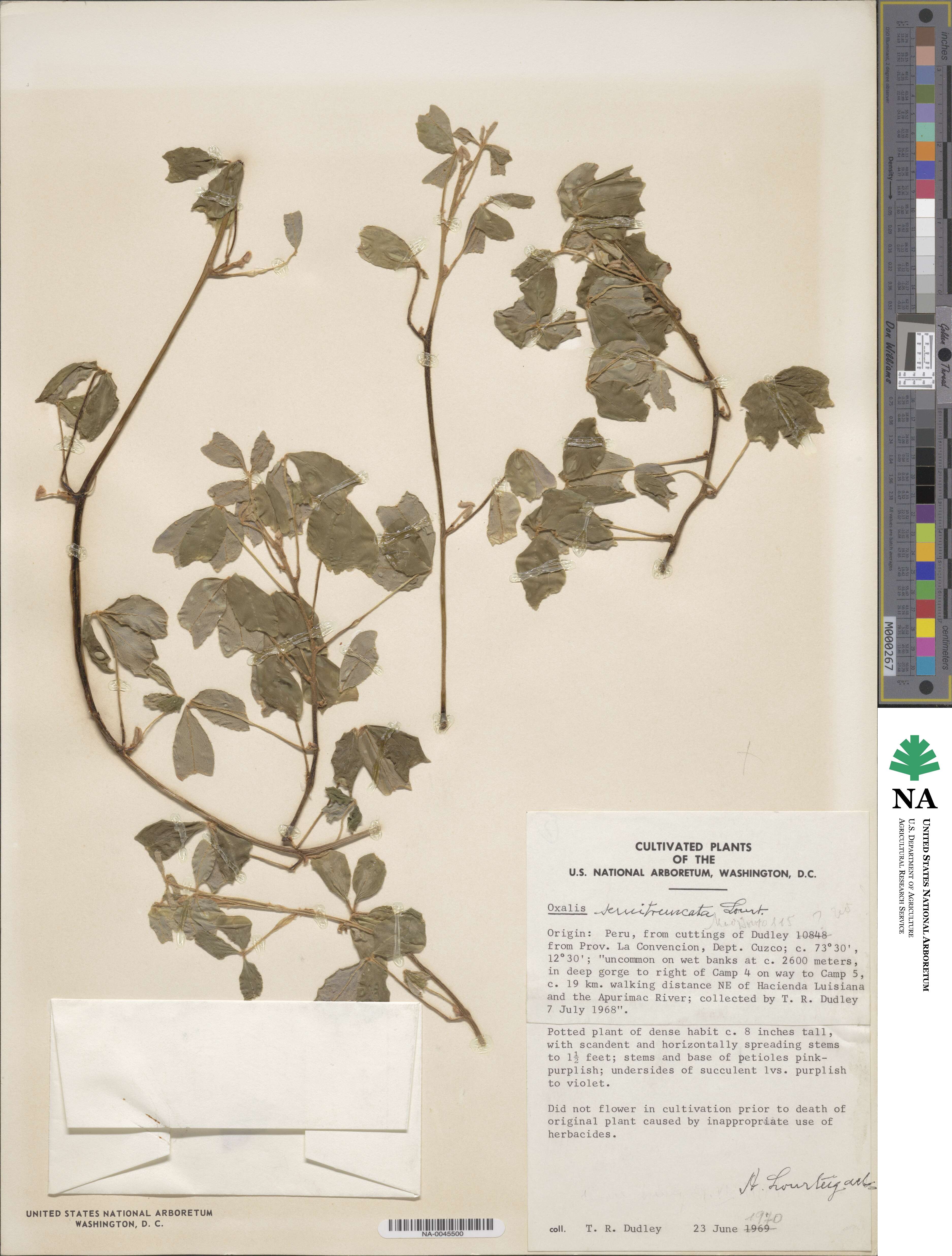 Oxalis semitruncata image