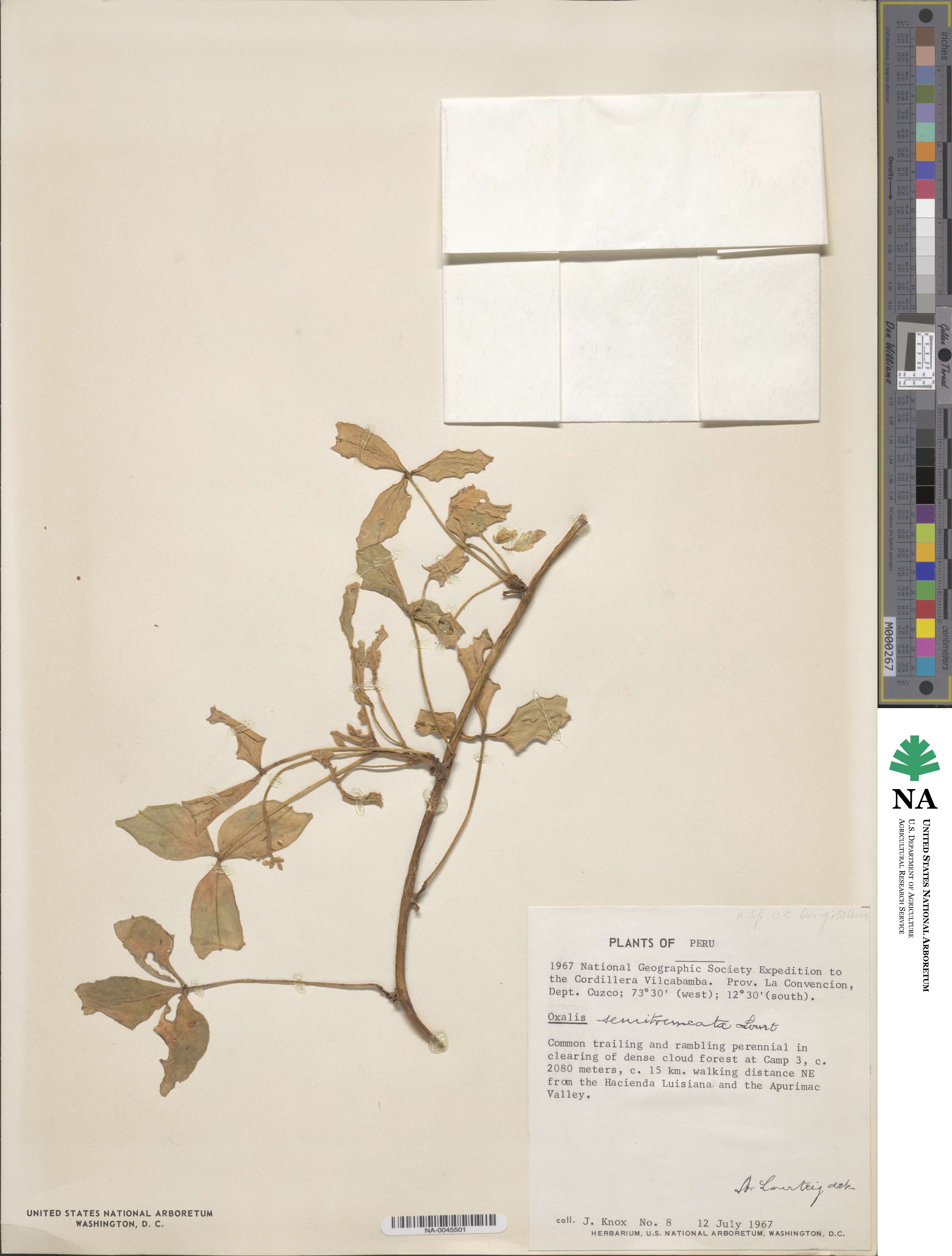 Oxalis semitruncata image