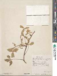 Oxalis semitruncata image