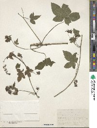 Humulus scandens image