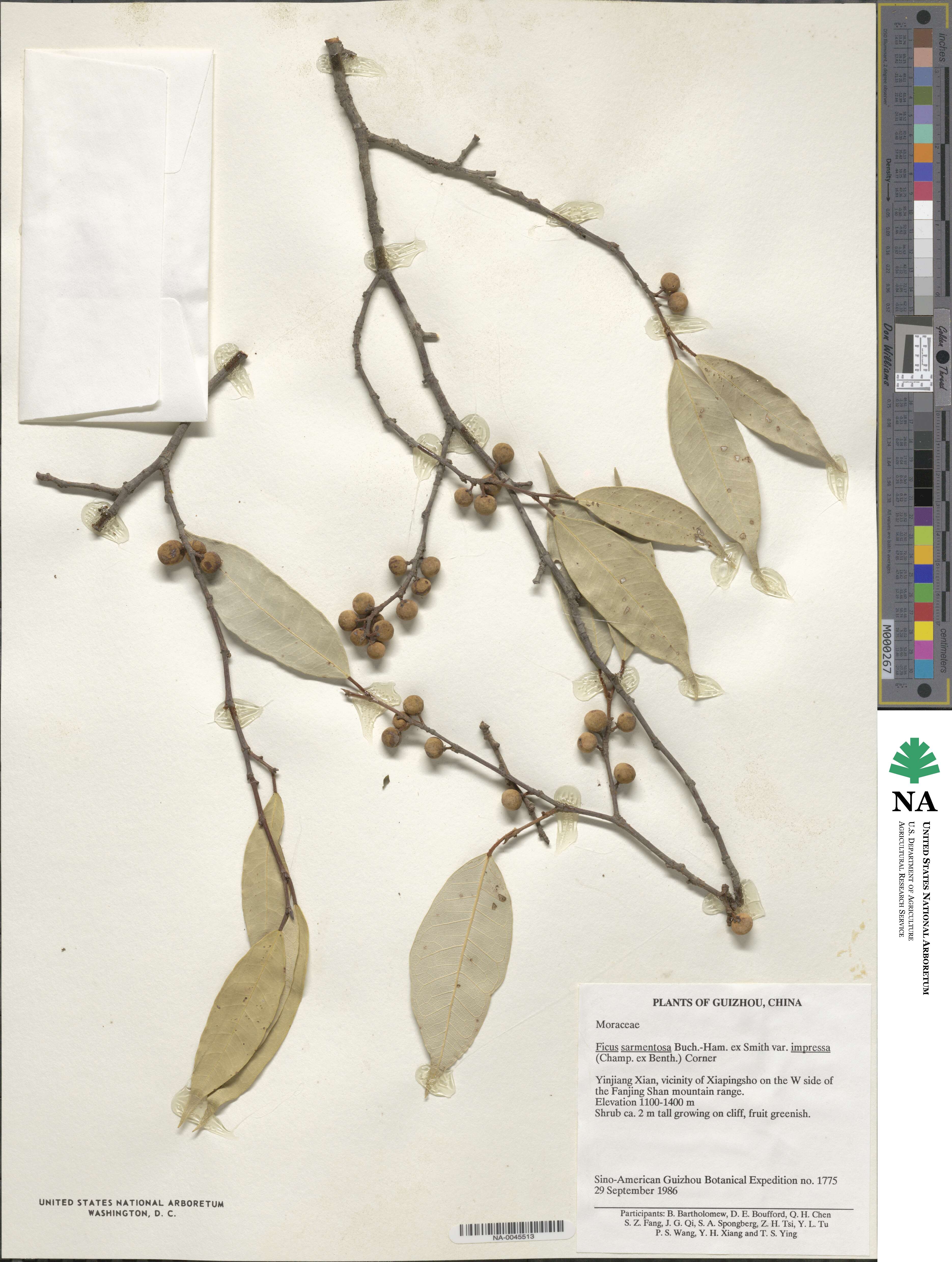 Ficus sarmentosa var. impressa image