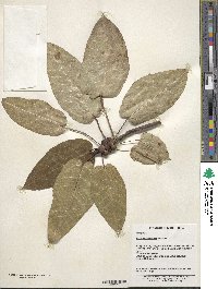 Ficus heteromorpha image