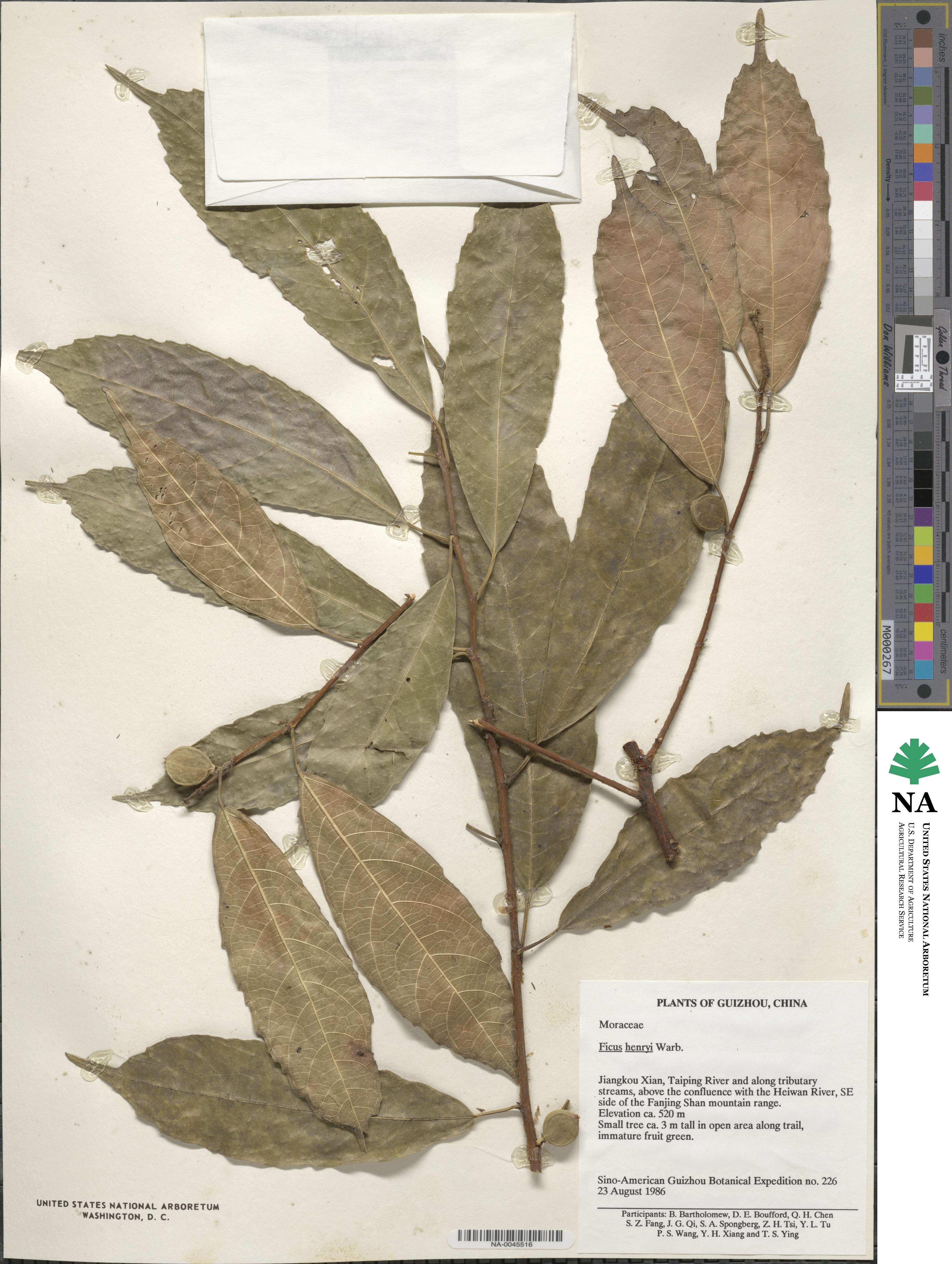 Ficus henryi image