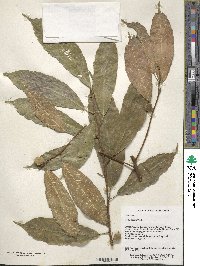 Ficus henryi image