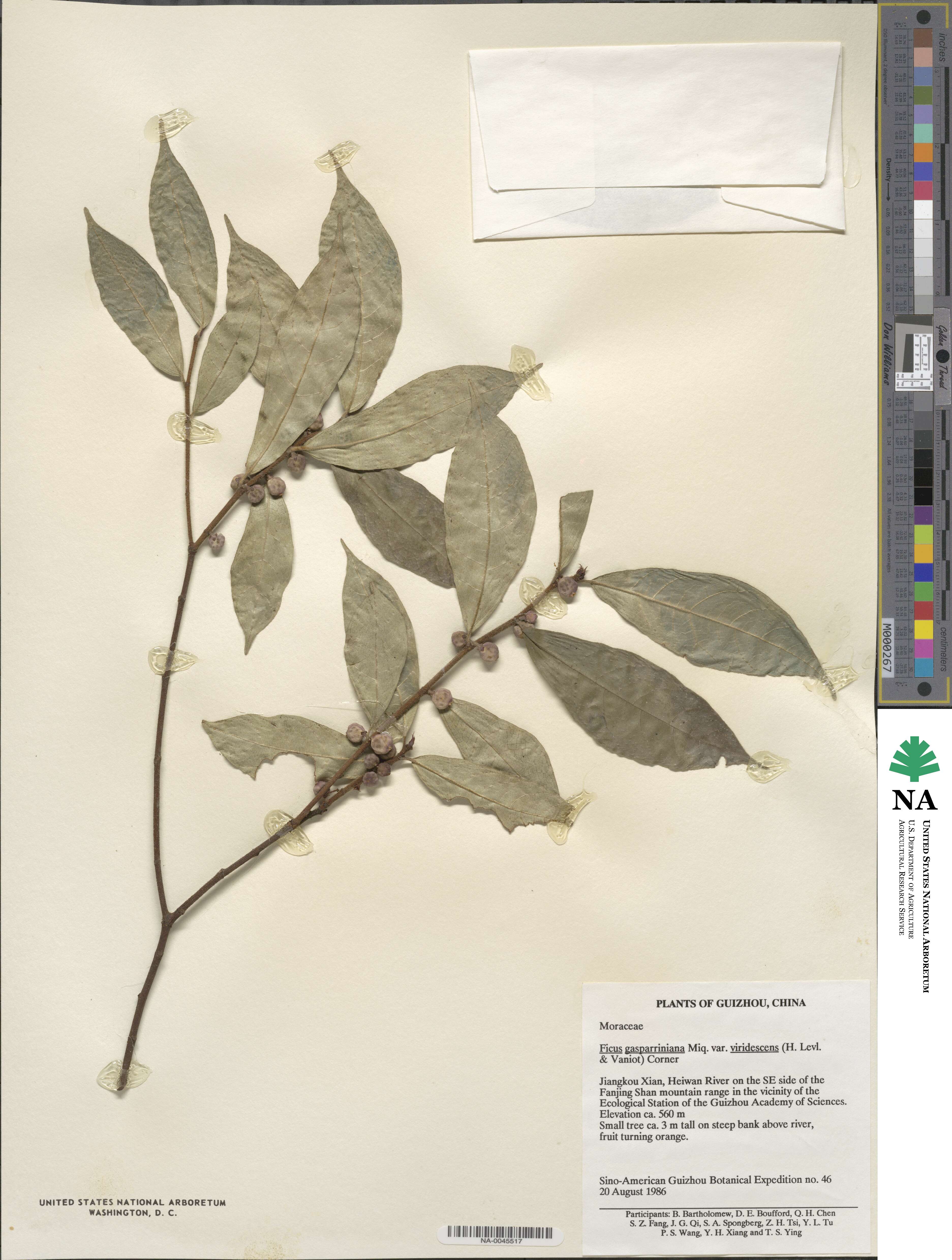 Ficus glaberrima subsp. glaberrima image