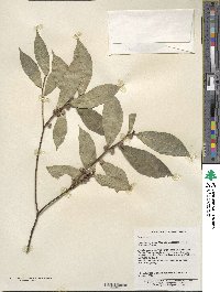 Ficus glaberrima image