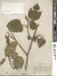 Broussonetia papyrifera image