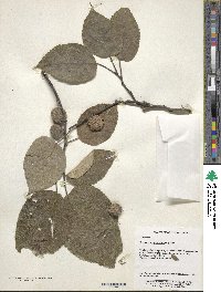 Broussonetia papyrifera image