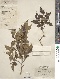 Celtis biondii image