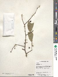 Celtis biondii image