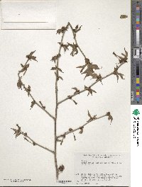 Prunus apetala image