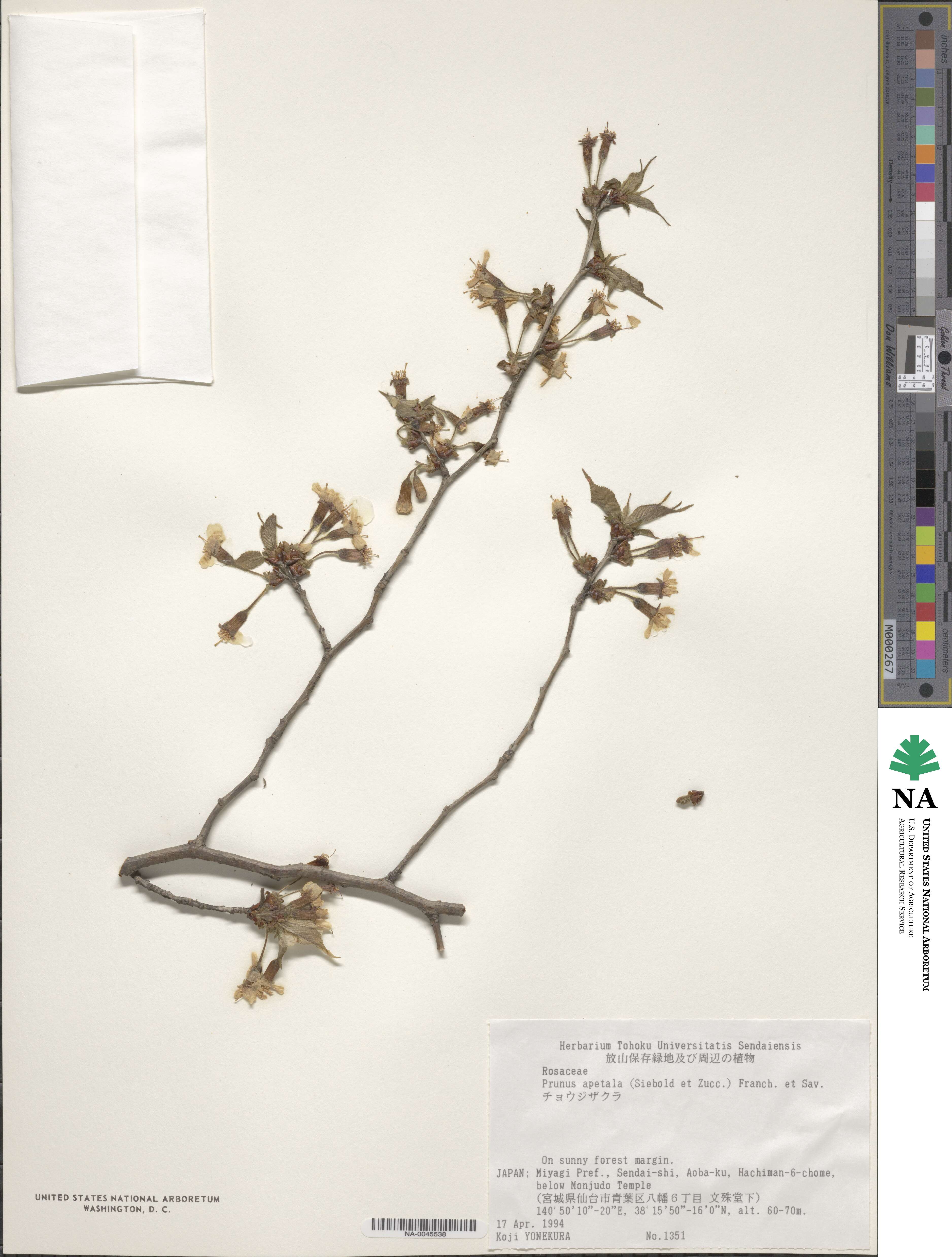 Prunus apetala image