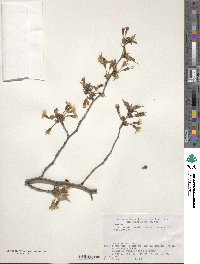 Prunus apetala image