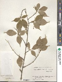 Prunus apetala image