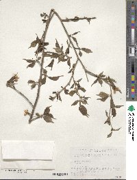 Prunus apetala var. pilosa image