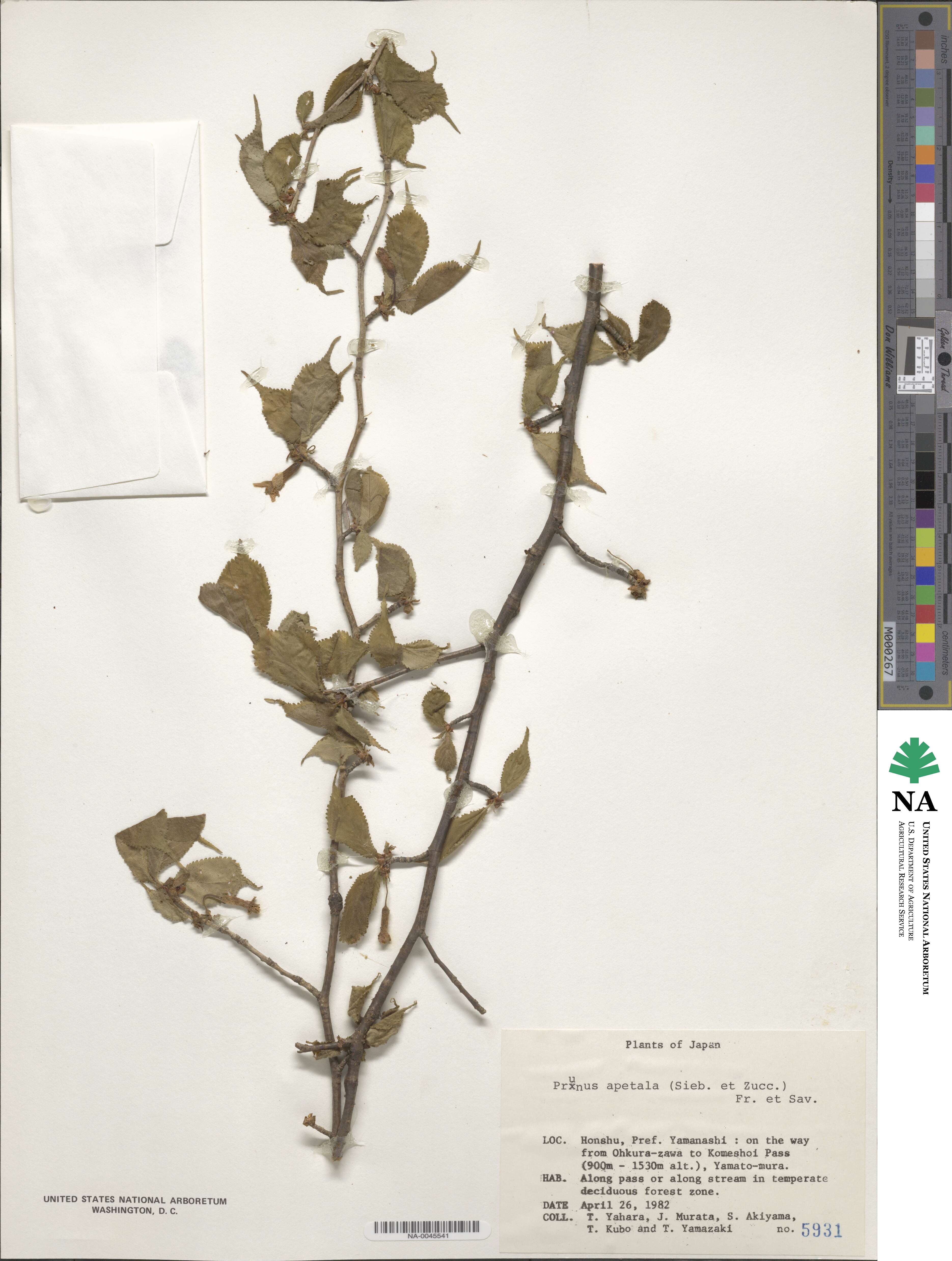 Prunus apetala image