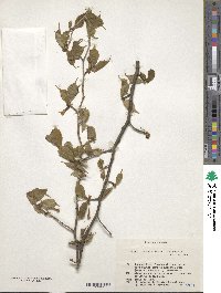 Prunus apetala image