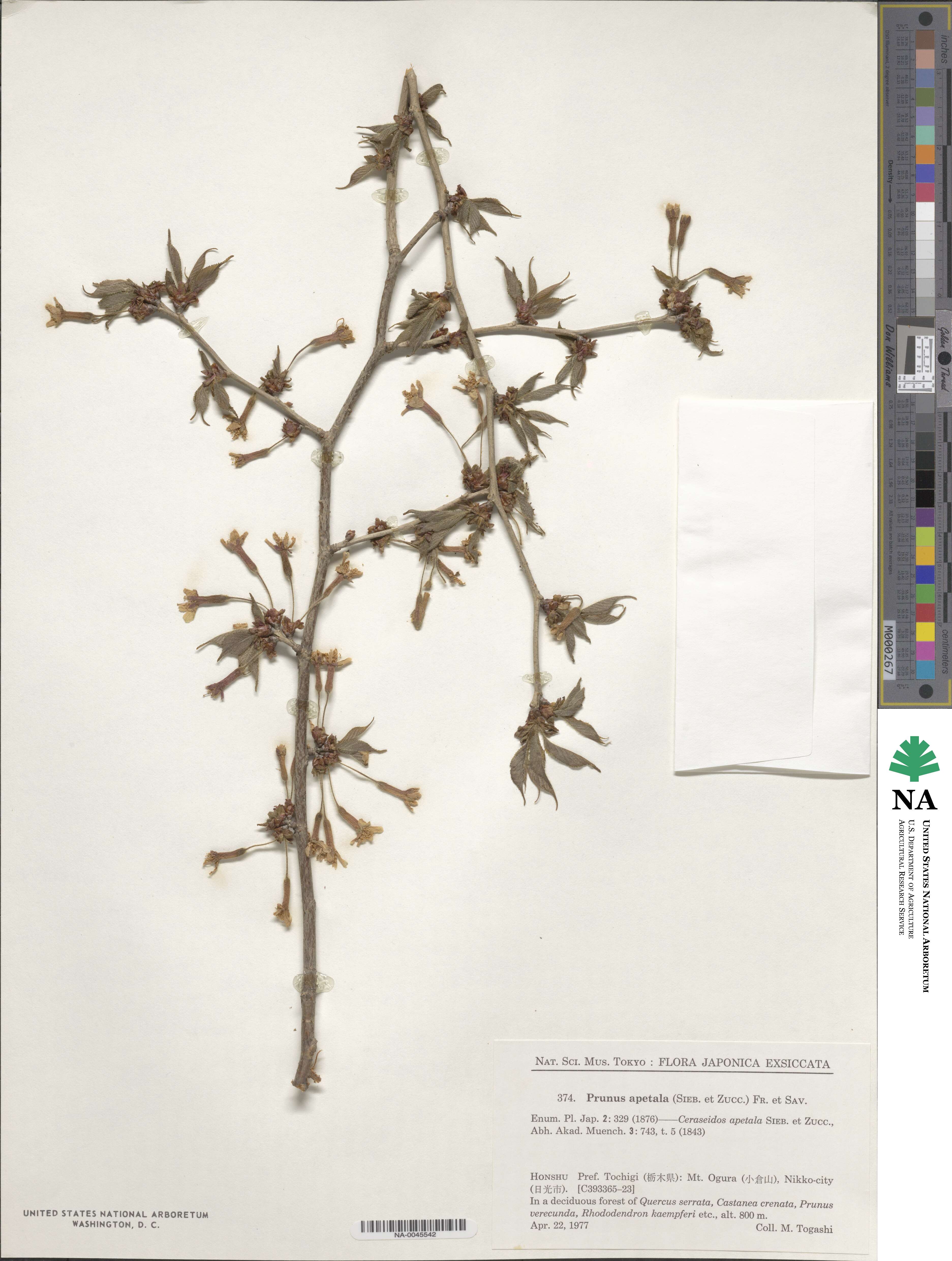 Prunus apetala image