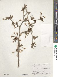 Prunus apetala image