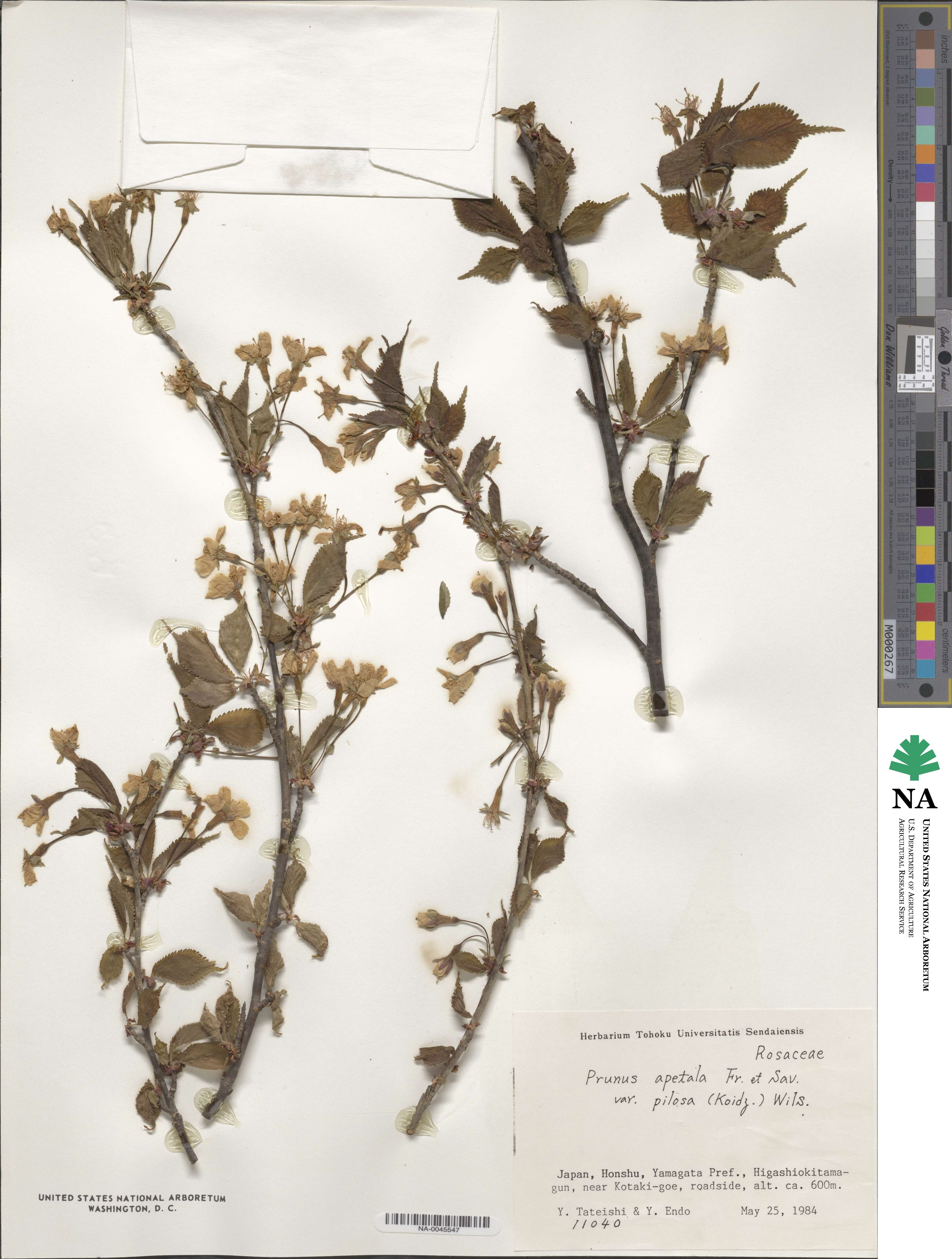 Prunus apetala image