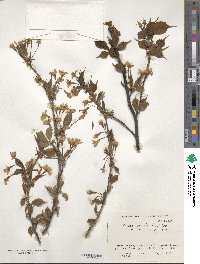 Prunus apetala image