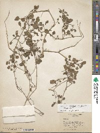 Salpichroa origanifolia image