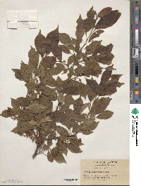 Prunus buergeriana image