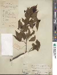 Prunus buergeriana image