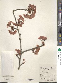 Prunus campanulata image