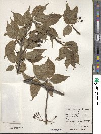 Prunus campanulata image