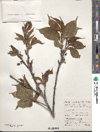 Prunus campanulata image