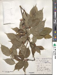 Prunus campanulata image