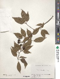 Prunus cerasoides image