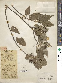 Prunus cerasoides image