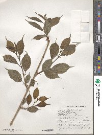 Prunus cerasoides image