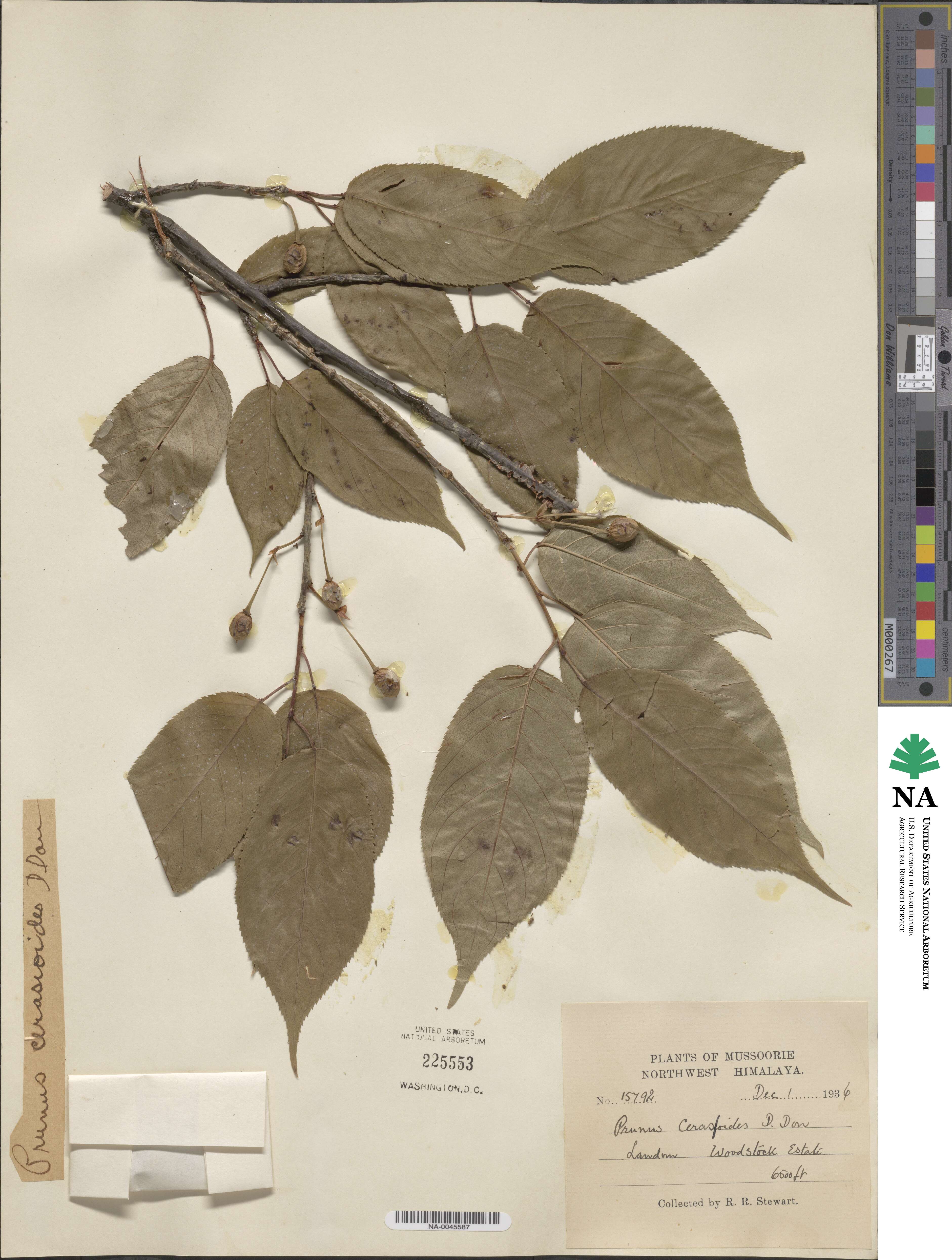 Prunus cerasoides image