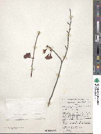 Prunus campanulata image