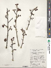 Prunus campanulata image