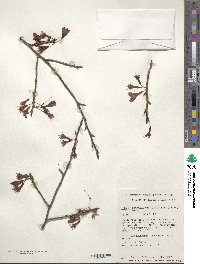 Prunus campanulata image