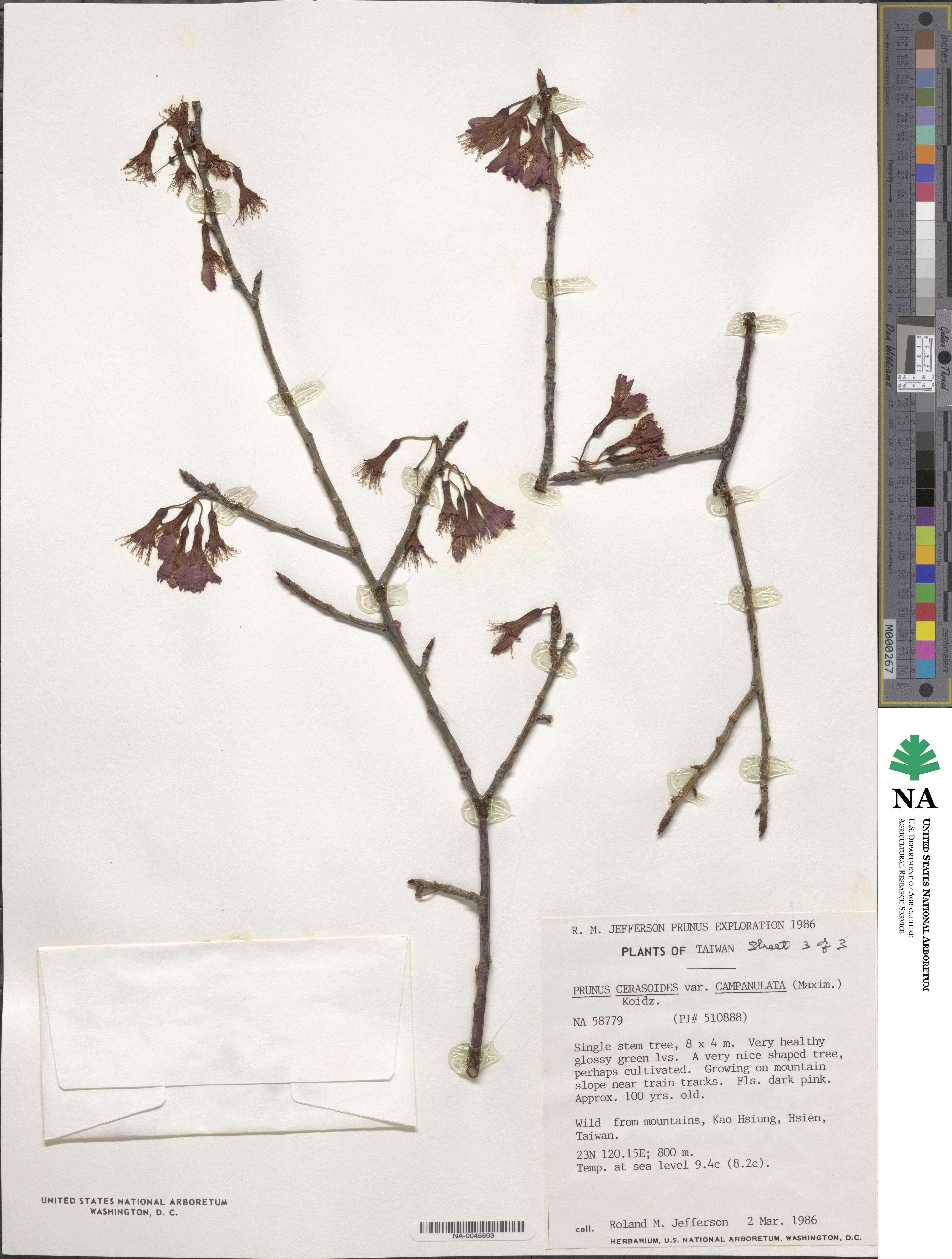 Prunus campanulata image