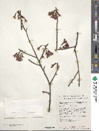 Prunus campanulata image