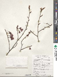 Prunus campanulata image