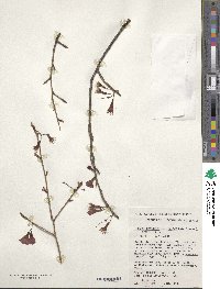 Prunus campanulata image