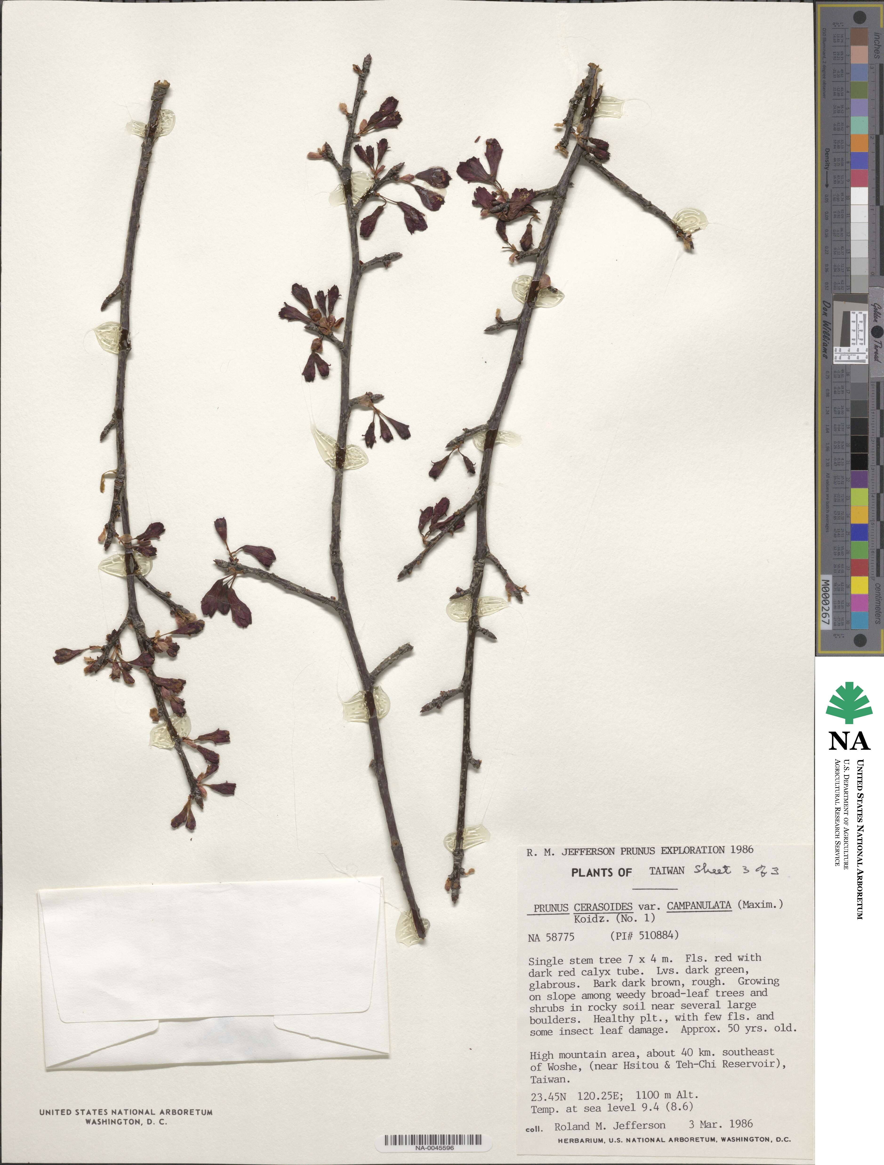 Prunus campanulata image