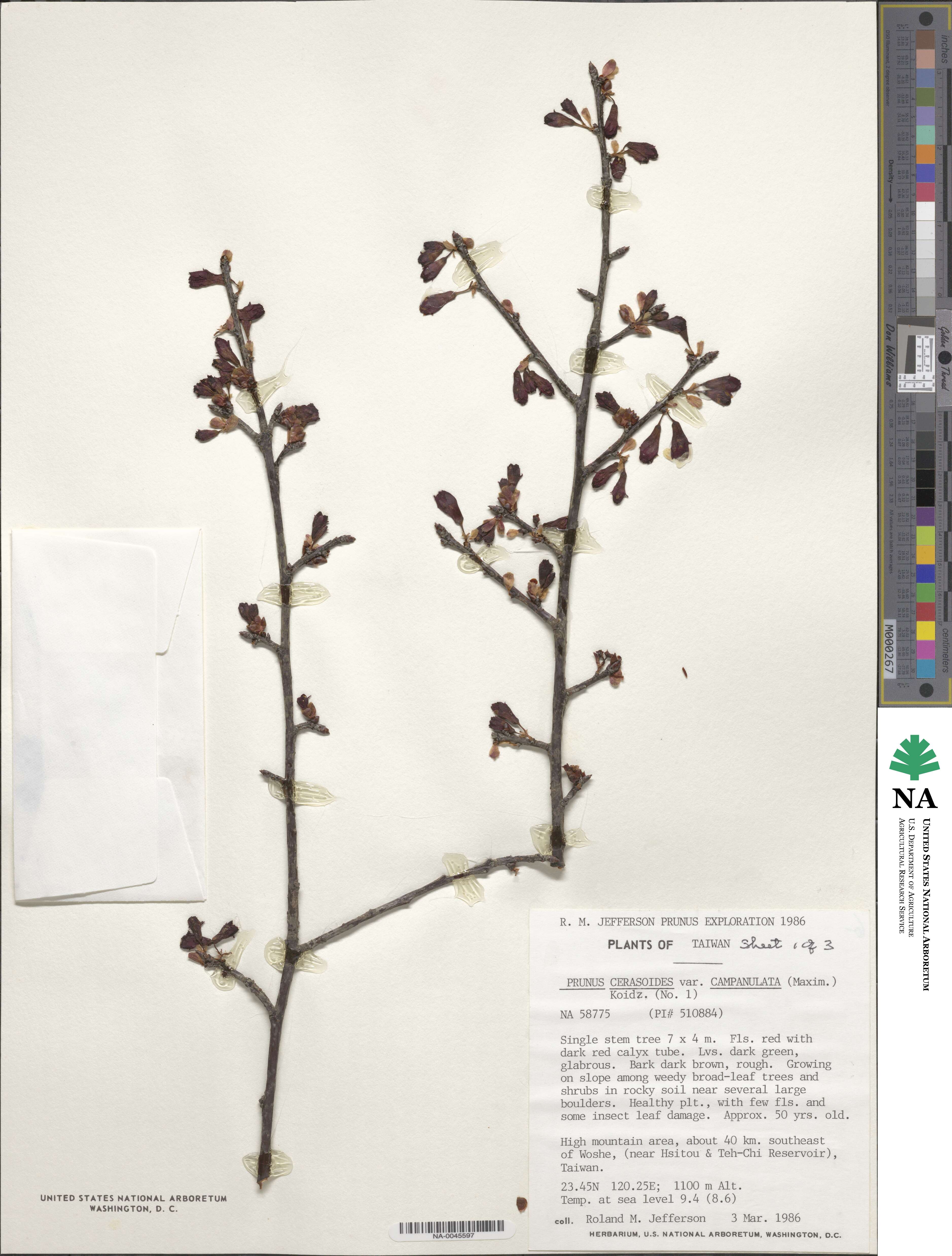 Prunus campanulata image