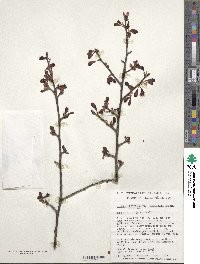 Prunus campanulata image