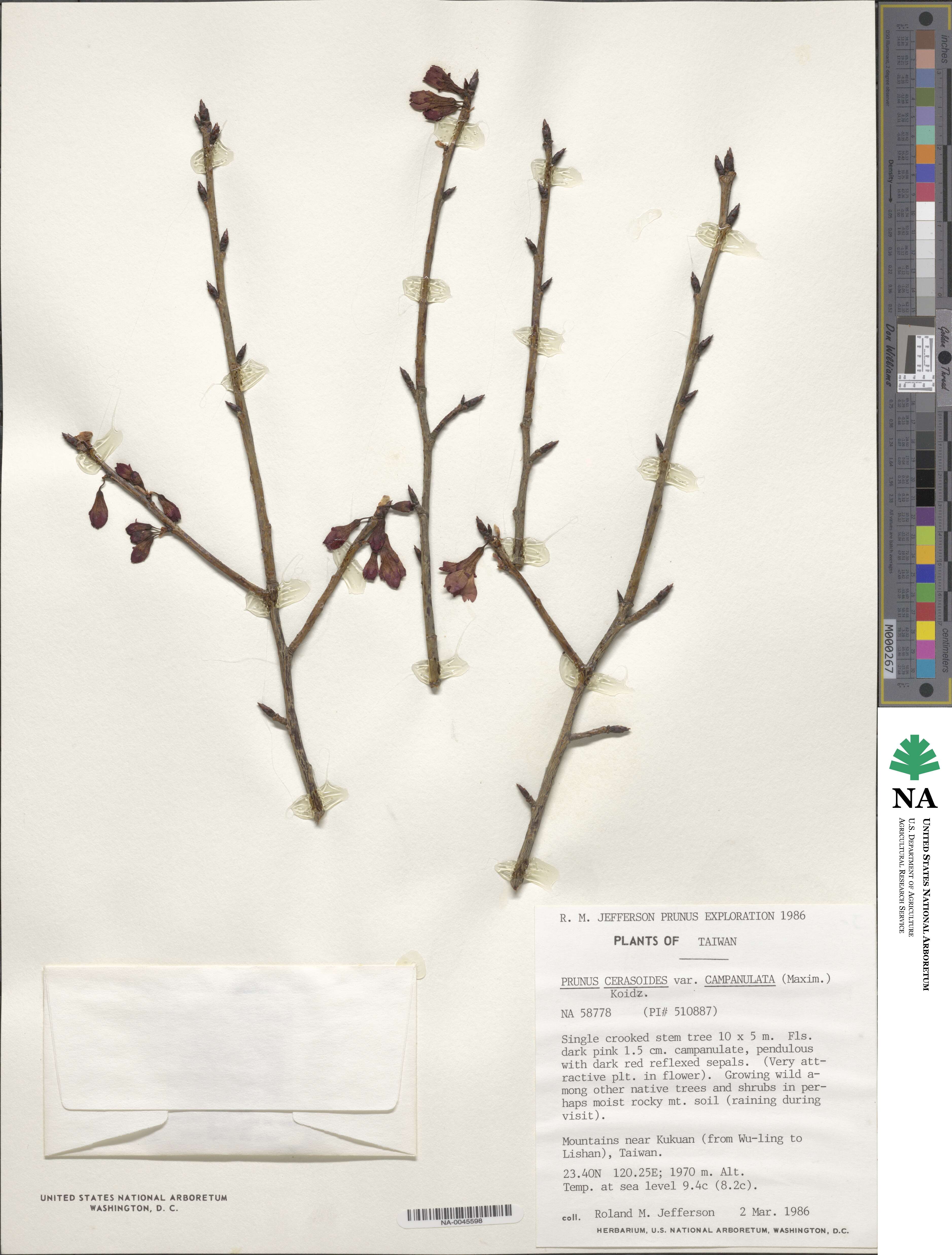 Prunus campanulata image